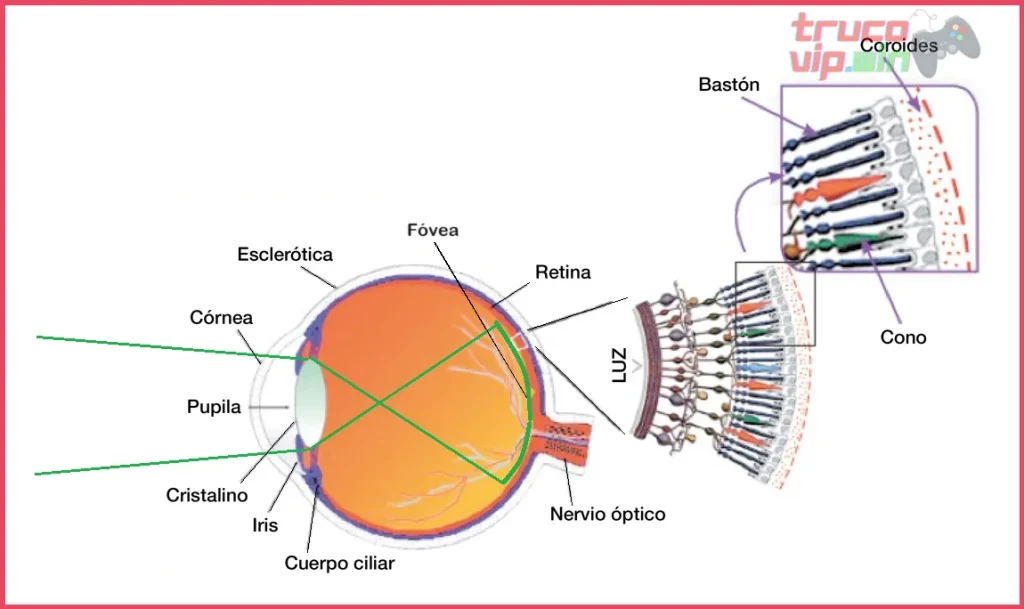 ¿APRÉNDELO TODO sobre los ELEMENTOS de VISIÓN en el